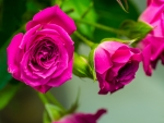 Lovely Roses