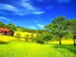 Beautiful Green Nature