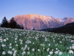 Spring in Mountains