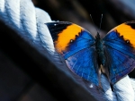 Butterfly on a Rope
