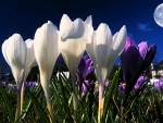 Moonlight in Spring