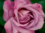 Dusty Pink Rose