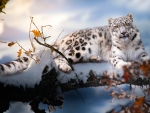 Snow Leopard