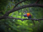 Rainbow Lorikeet Precious