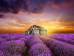 House Field Of Lavender