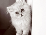 Fluffy Kitten-Bw
