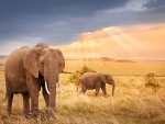 The African elephant