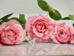 Pink Roses