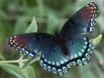 Red Spotted Purple Butterfly