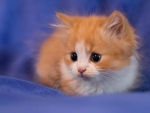 Cute Fluffy Kitten