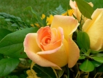 Yellow Roses