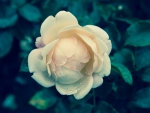 Pale Yellow Rose