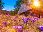 Spring in Tatras