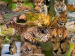 Big Cat Collage