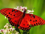 Red Butterfly Collects Nectar