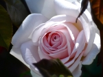 Lovely Rose