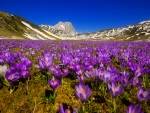 Spring in mountains