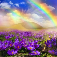 Carpet of spring flowers