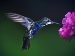 Hummingbird