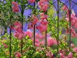 Roses On A Fence