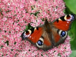 Butterfly on Pink Flowers