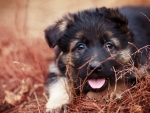 Puppy German Shepherd in the Grass,