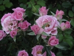 Pink Roses on a Bush