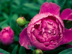 Peony with Buds in Drops of Dew