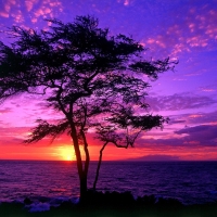 Kiawe Tree~Hawaiiâ¤ï»¿