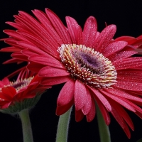 PRETTY GERBERAS