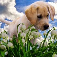 Puppy Sniffing Snowdrops