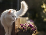 Cute White Cat