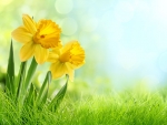 Daffodils