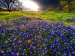 Spring Sunrise in the Texas Hill Country
