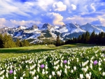 Spring in Switzerland