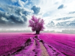 Purple Lavender Field