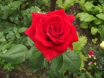 Lovely Red Rose