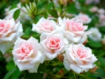 White and Pink Roses on a Bush