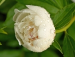 White Peony in Dewdrops