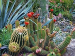 cacti and succulents