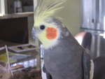 Ewan the cockatiel