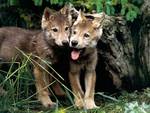 Wolf Pups