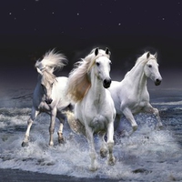 White horses
