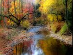 AUTUMN STREAM
