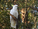 Cockatoo taken in our yard
