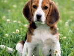 Cute Beagle Puppy