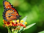 Butterfly on Flowers