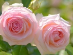 Two Pink Roses