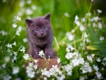 Spring Kitten