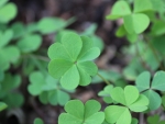 Lucky Four-Leaf Clover